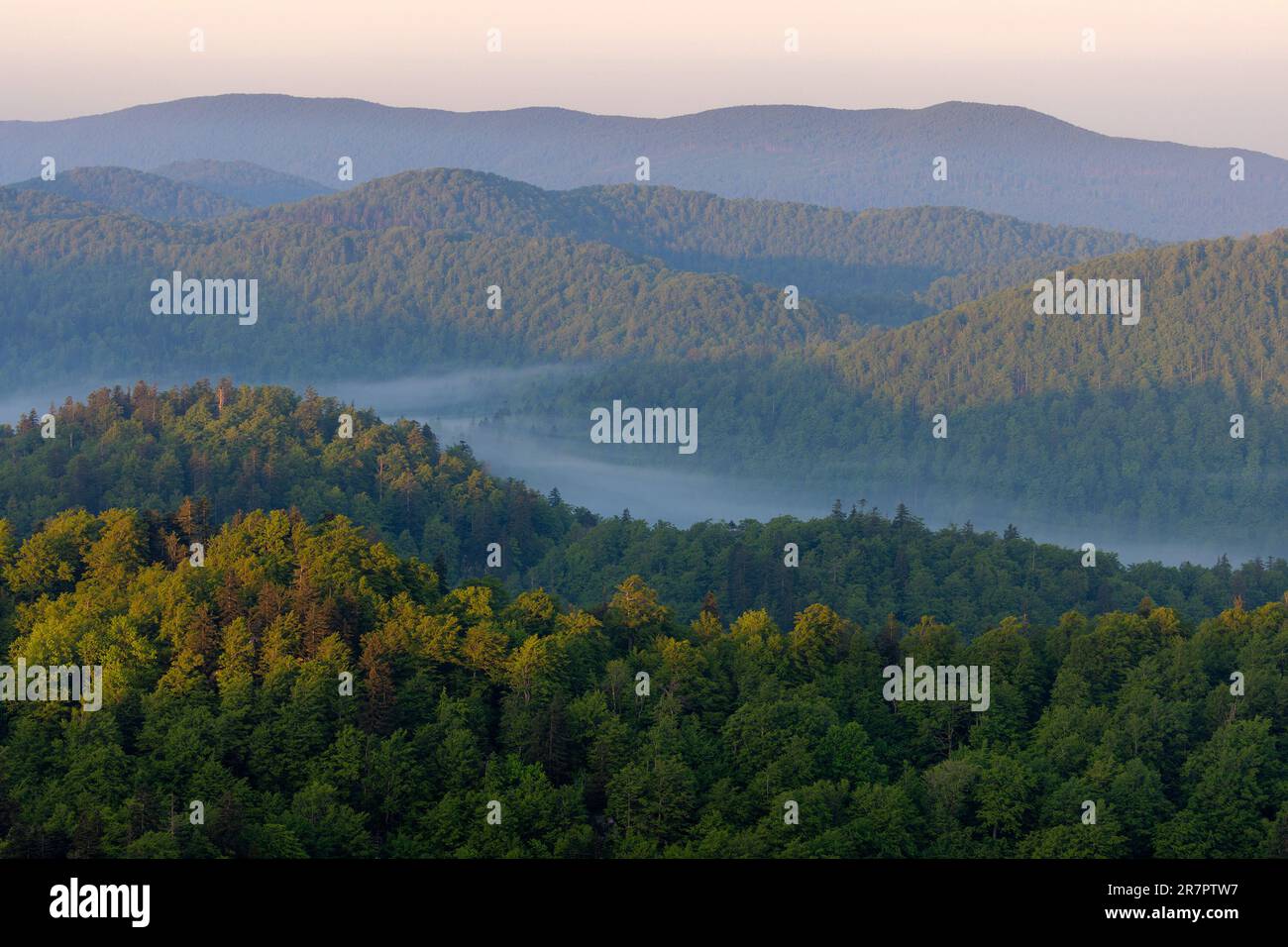 Vaste forêt sur les montagnes et la forêt de Bijele stijene, Croatie Banque D'Images