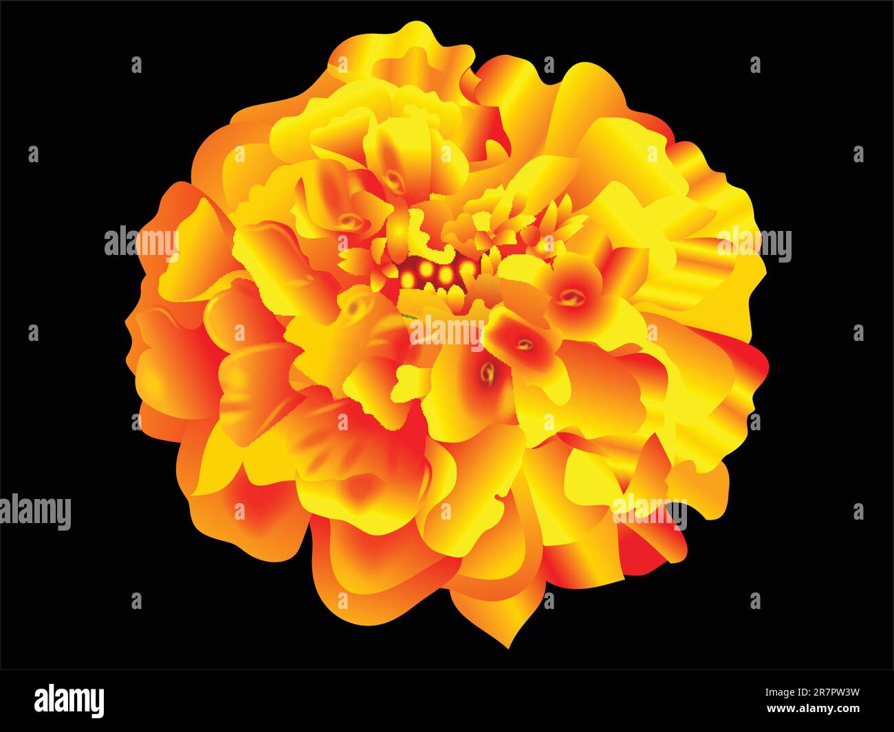 Illustration détaillée du vecteur floral Marigold Illustration de Vecteur