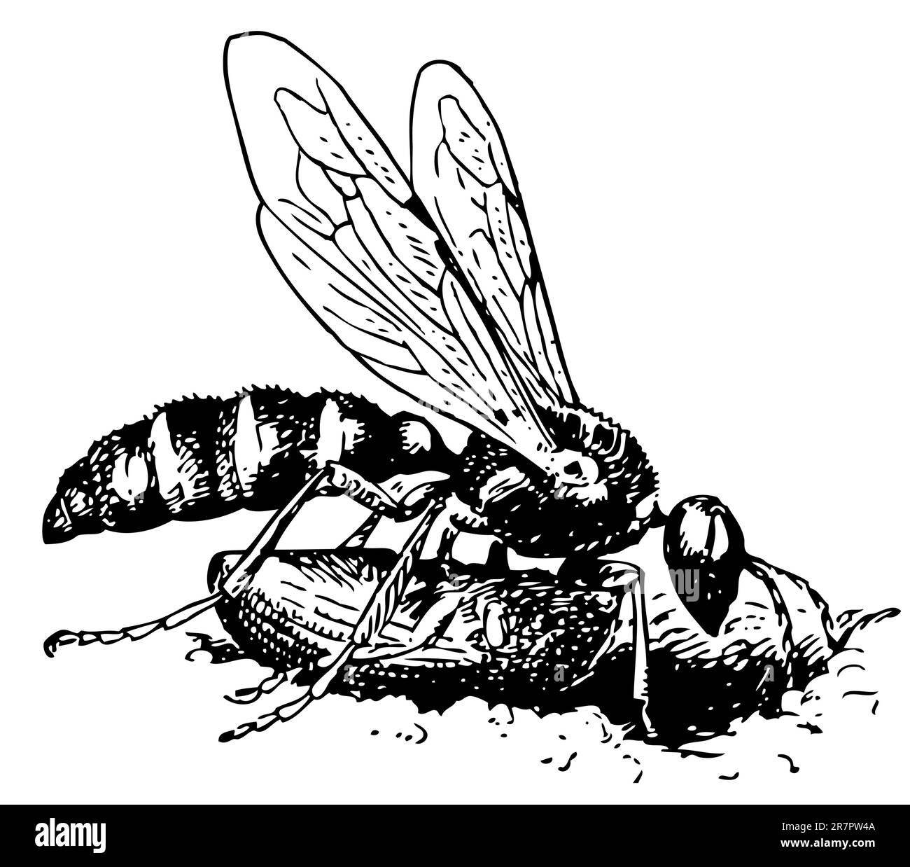 Digger Wasp Cerceris Illustration de Vecteur