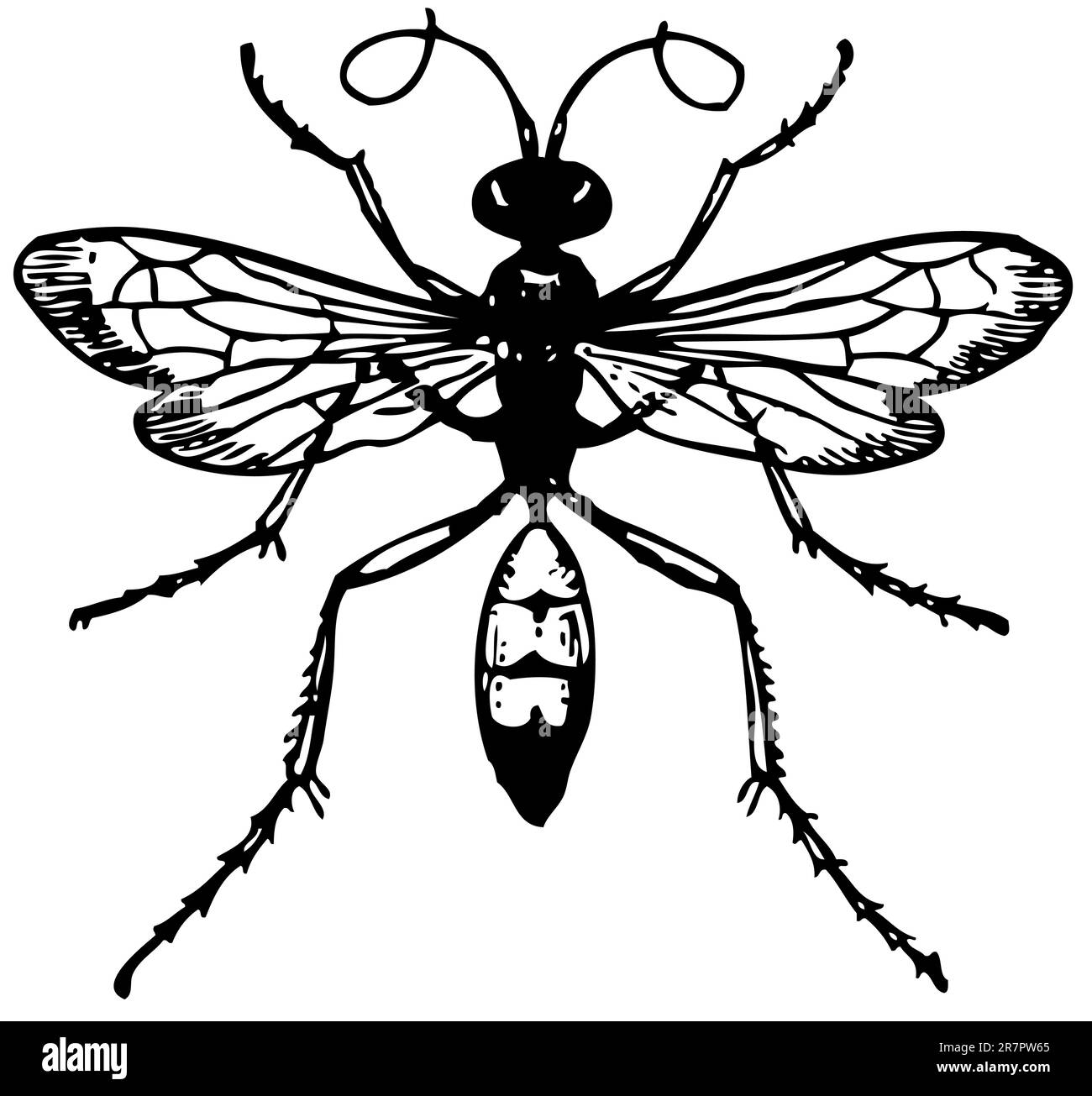 Guêpe Pompilus viaticus isolée sur blanc Illustration de Vecteur