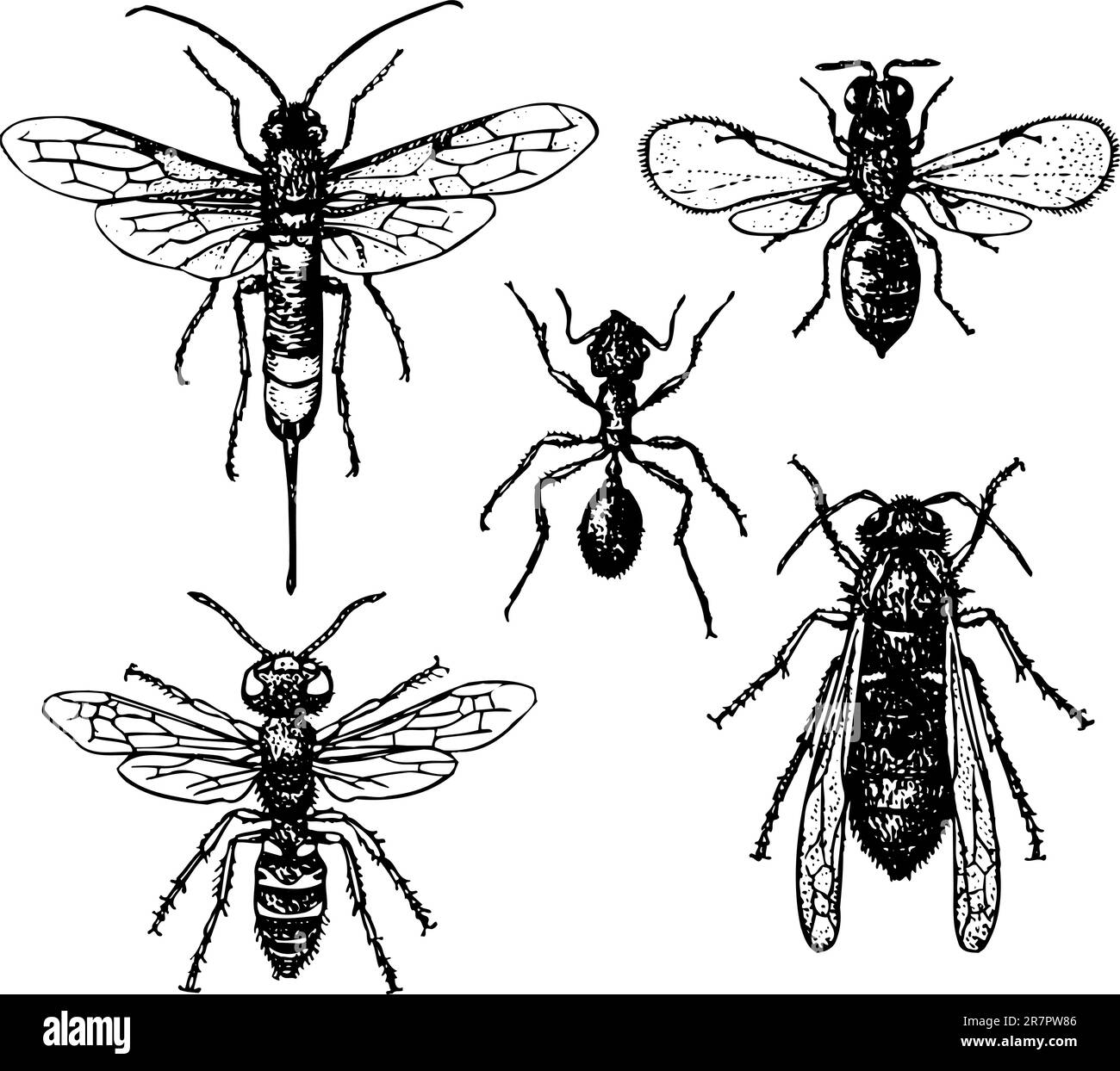 Insectes et moustiques isolés sur le whiite Illustration de Vecteur