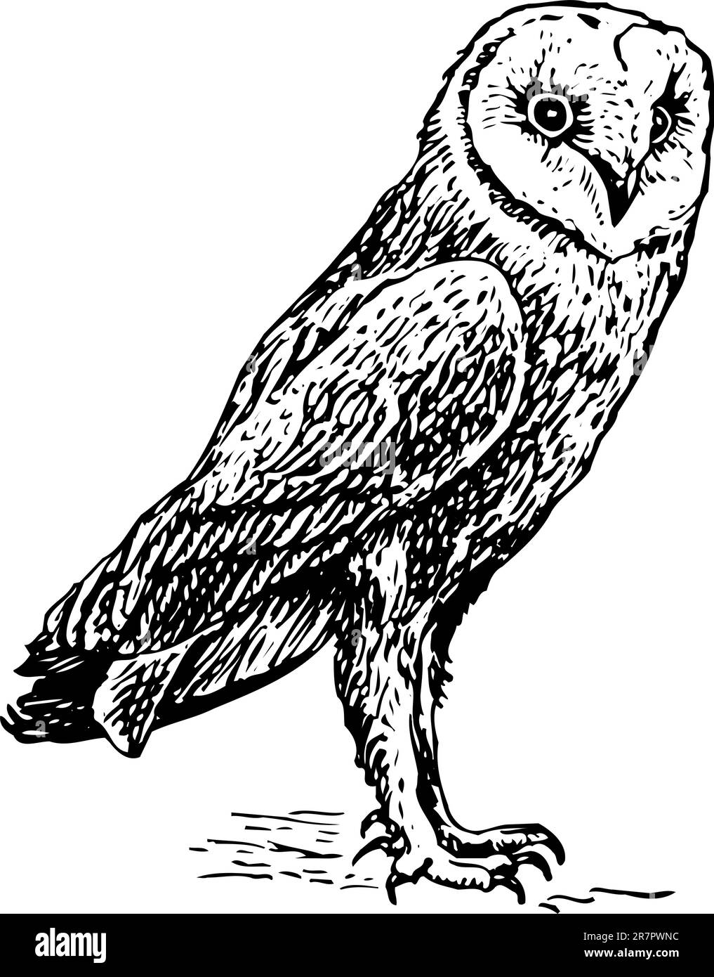 Owl tyto alba isolé sur blanc Illustration de Vecteur