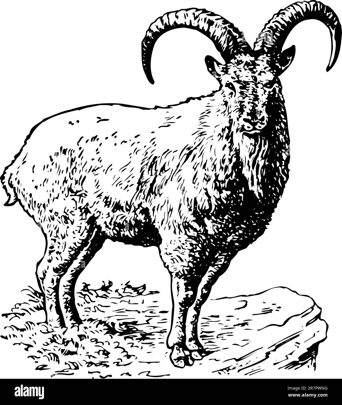 Turus coucasica isolé sur blanc Illustration de Vecteur