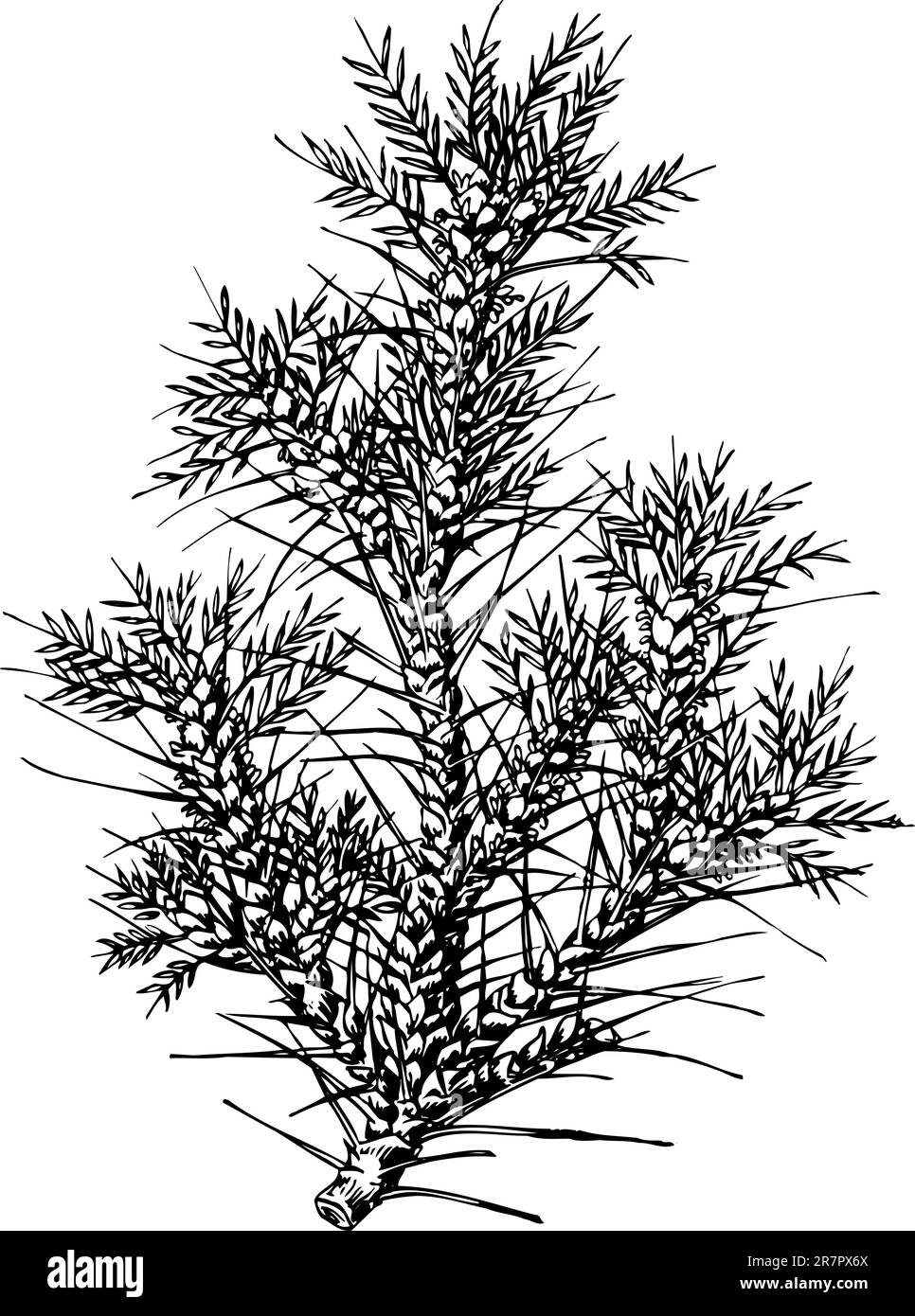 Tragacanth (Tragacantha) isolé sur blanc Illustration de Vecteur