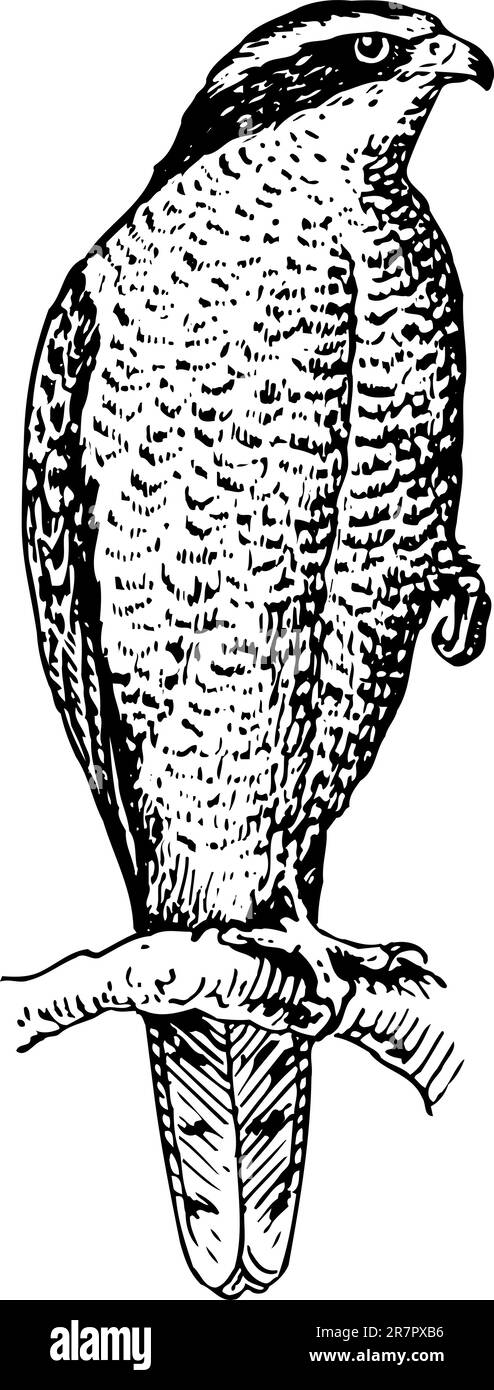 Palpeur du nord Accipiter gentilis sur l'arbre Illustration de Vecteur
