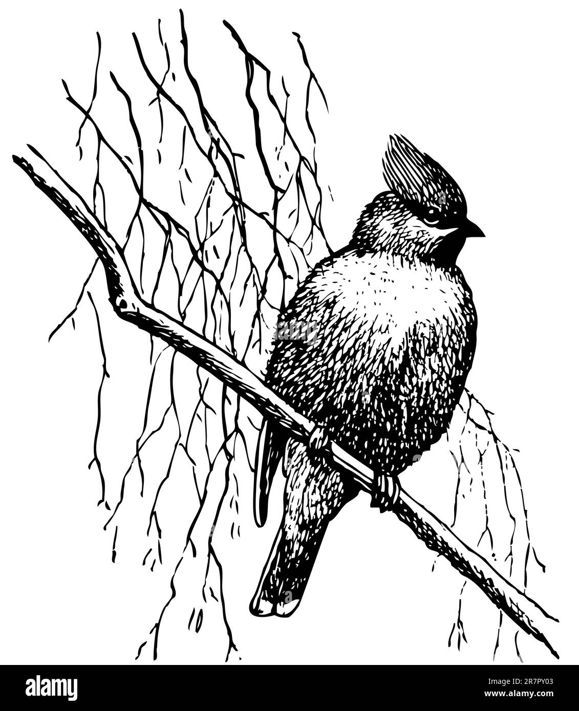 Sur la branche d'oiseaux Illustration de Vecteur Sur la branche d'oiseaux Illustration de Vecteur