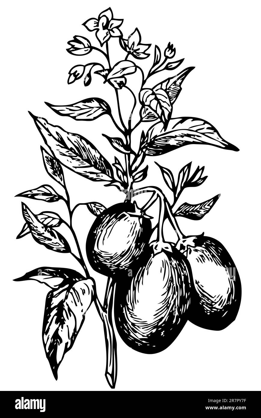 Pepino (Solanum muricatum) isolé sur blanc Illustration de Vecteur