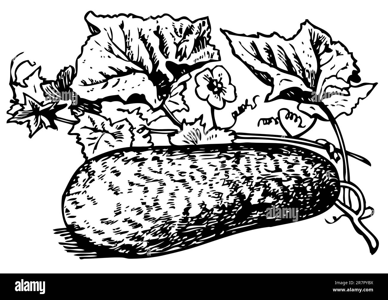 Melon d'hiver avec feuilles Illustration de Vecteur