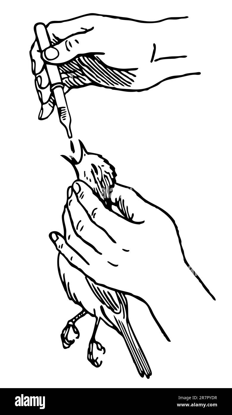 Oiseau donne à boire Illustration de Vecteur