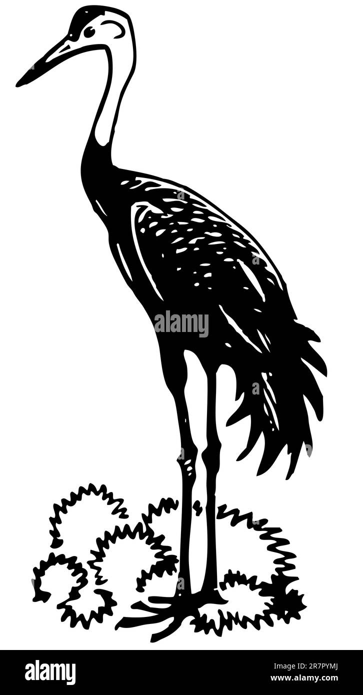 Oiseau debout isolé Illustration de Vecteur Oiseau debout isolé Illustration de Vecteur