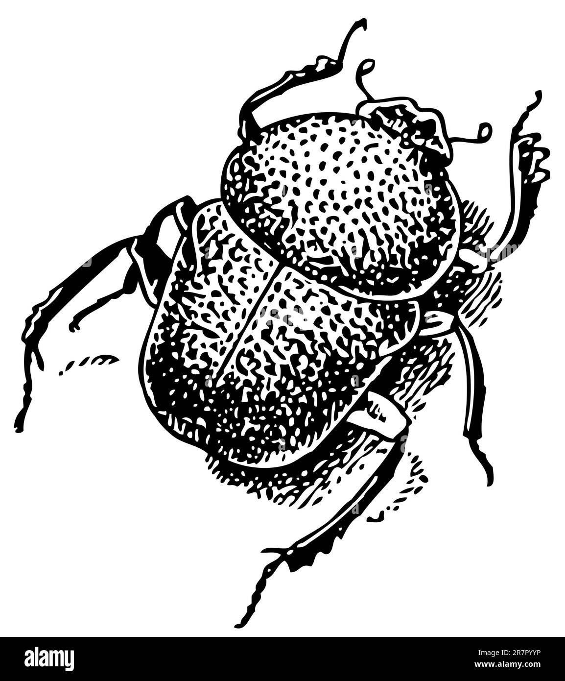 Le coléoptère Gymnopleurus Illustration de Vecteur