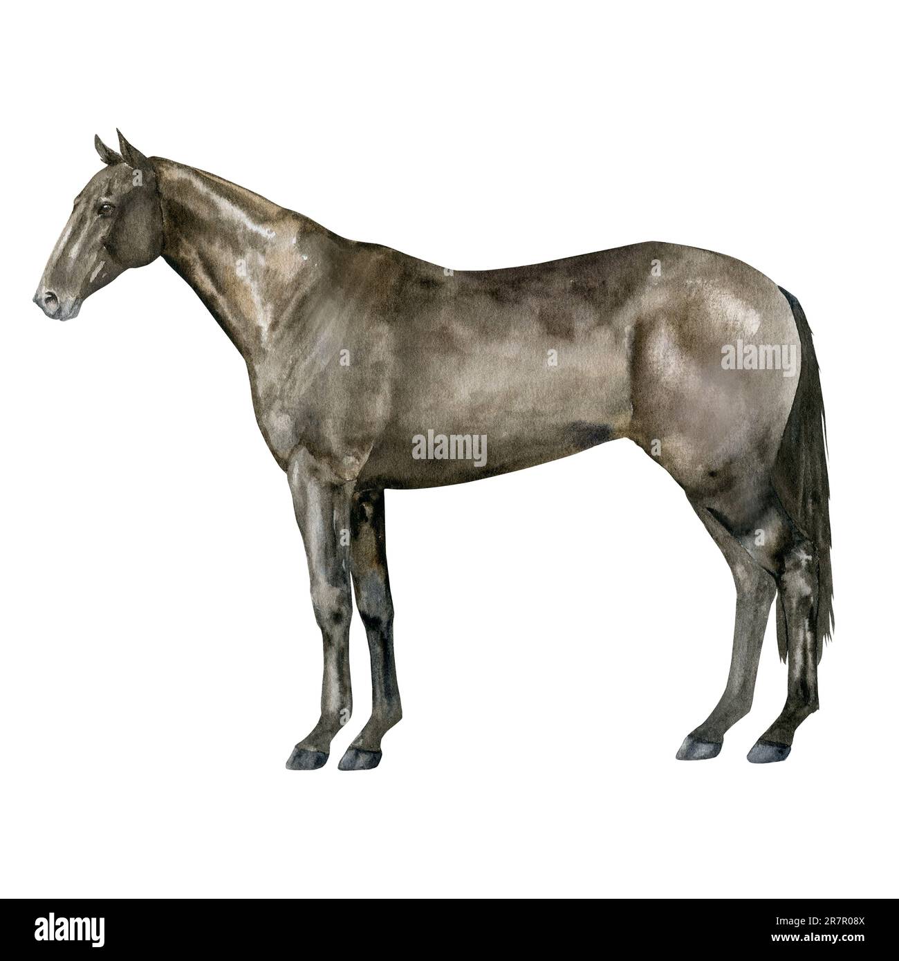 Illustration aquarelle d'un cheval de la baie de Thoroughbred debout en anglais. Isolé. Pour des tirages sur le thème de l'équitation, des sports équestres, des courses hippiques Banque D'Images