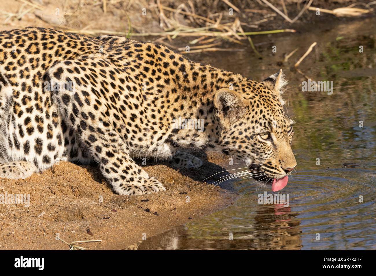 Leopard buvant au trou d'eau dans le parc national Kruger en Afrique du Sud Banque D'Images