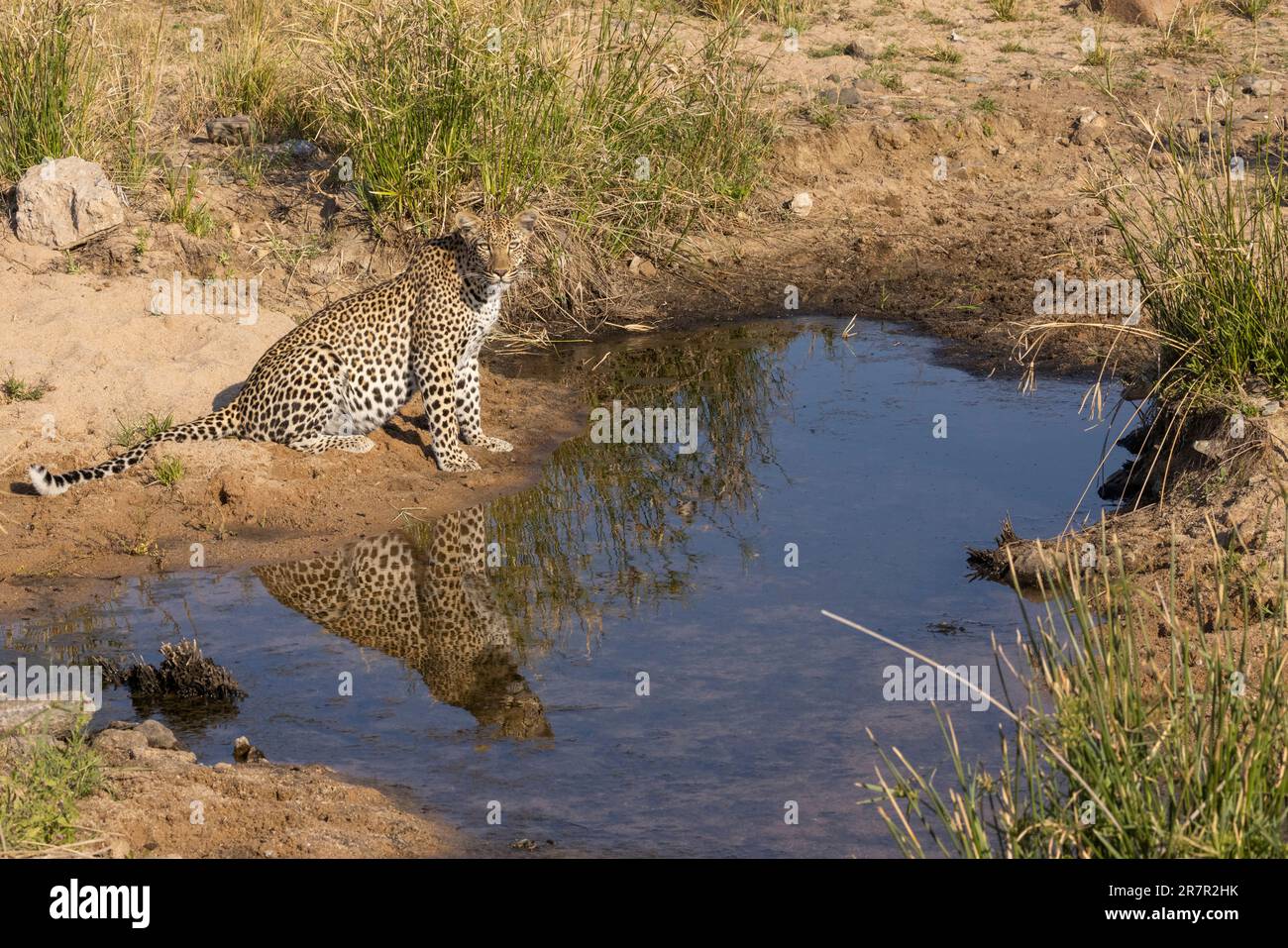 Léopard au trou d'eau dans le parc national Kruger Afrique du Sud Banque D'Images