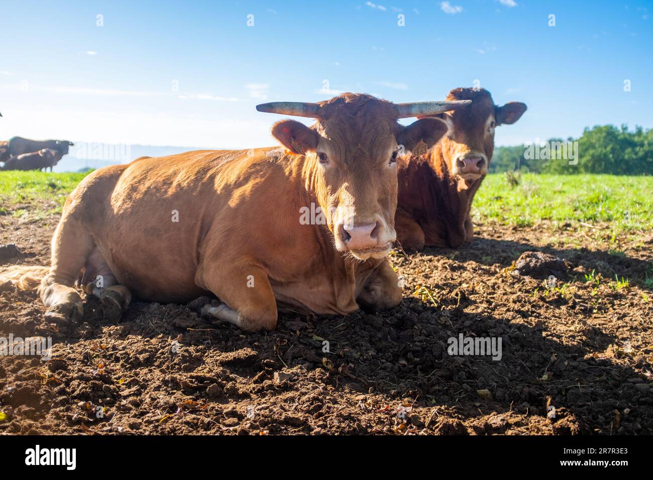 Photo de deux vaches Aubrac assises, prises de près, près de Figeac, dans le sud-ouest de la France Banque D'Images