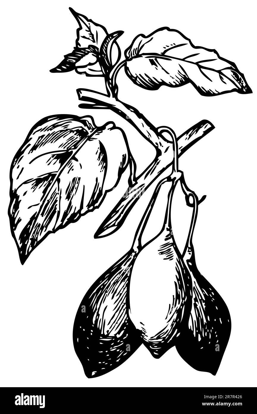 Pepino (Solanum muricatum) isolé sur blanc Illustration de Vecteur