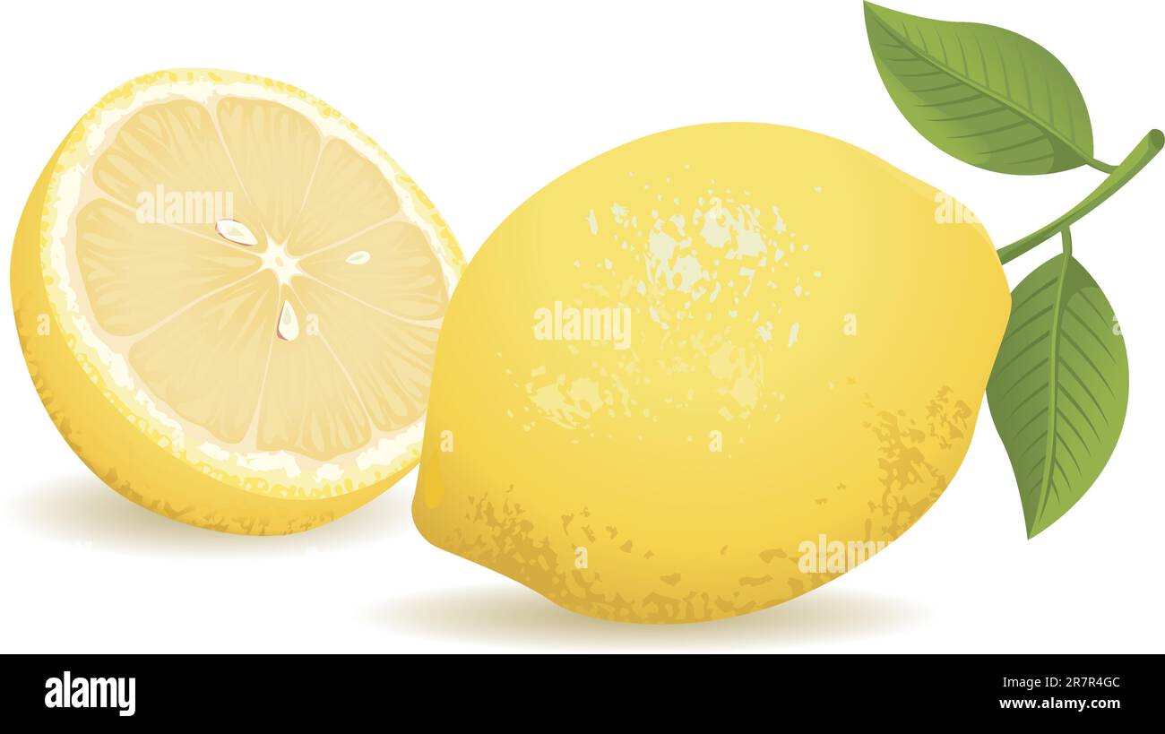 Illustration vectorielle réaliste d'un citron et d'un citron en tranches. Illustration de Vecteur