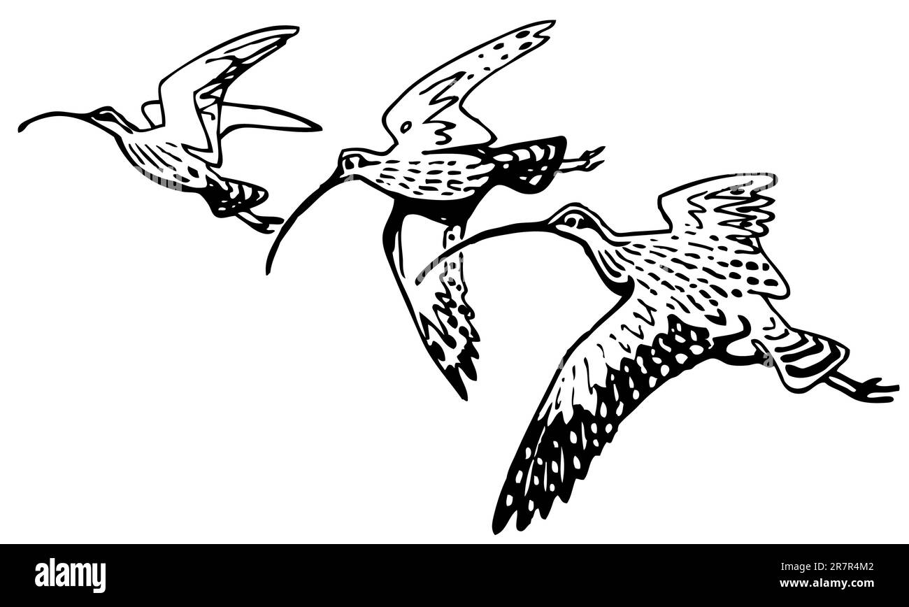 Sandpiper Curlew volant Illustration de Vecteur Sandpiper Curlew volant Illustration de Vecteur