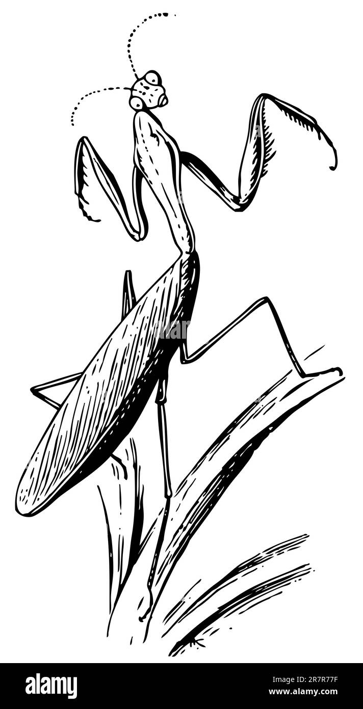 Mantis européens sur la feuille Illustration de Vecteur