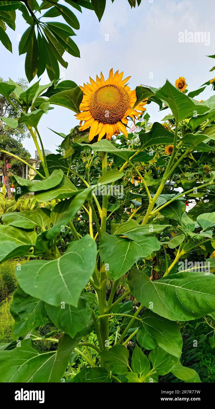 Plantes de tournesol pendant la journée avec un arrière-plan flou Banque D'Images
