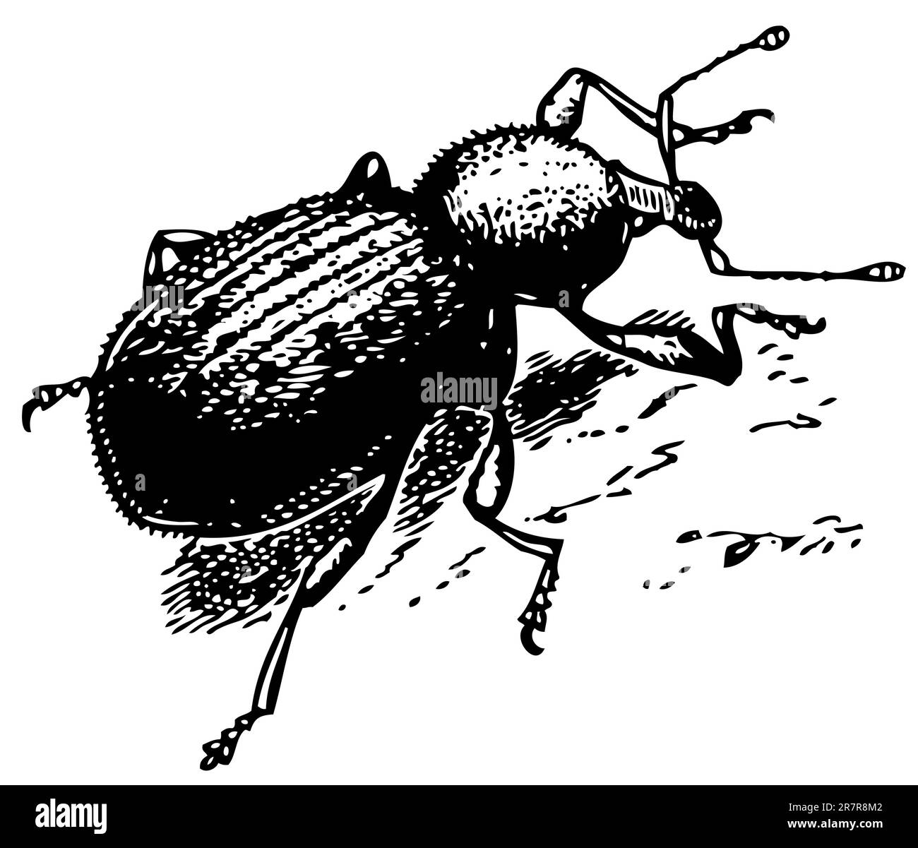 Le coléoptère Curculionidae Illustration de Vecteur