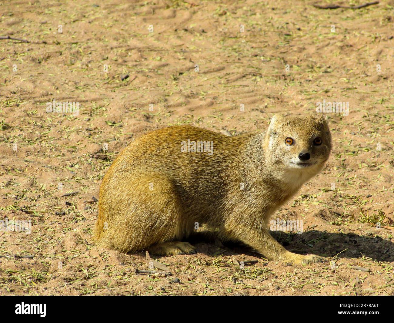 Un Mongoose jaune, Cyctis Penicillarte, vous regardant directement dans le parc national de Kgalagadi, Afrique du Sud. Banque D'Images