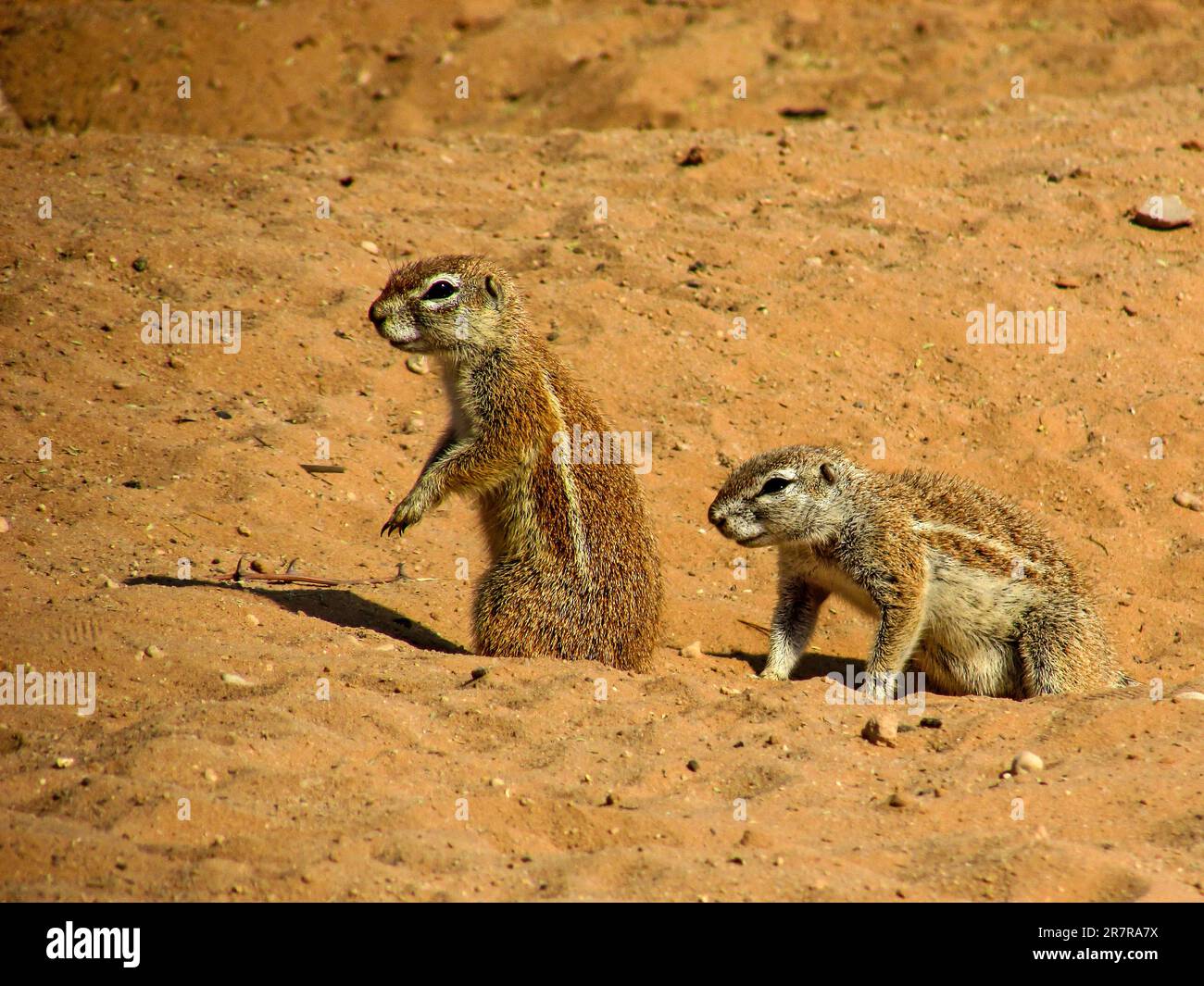 Deux écureuils terrestres, Xerus Inauris, dans les sables rougeâtres du désert de Kalahari, en Afrique du Sud. Banque D'Images