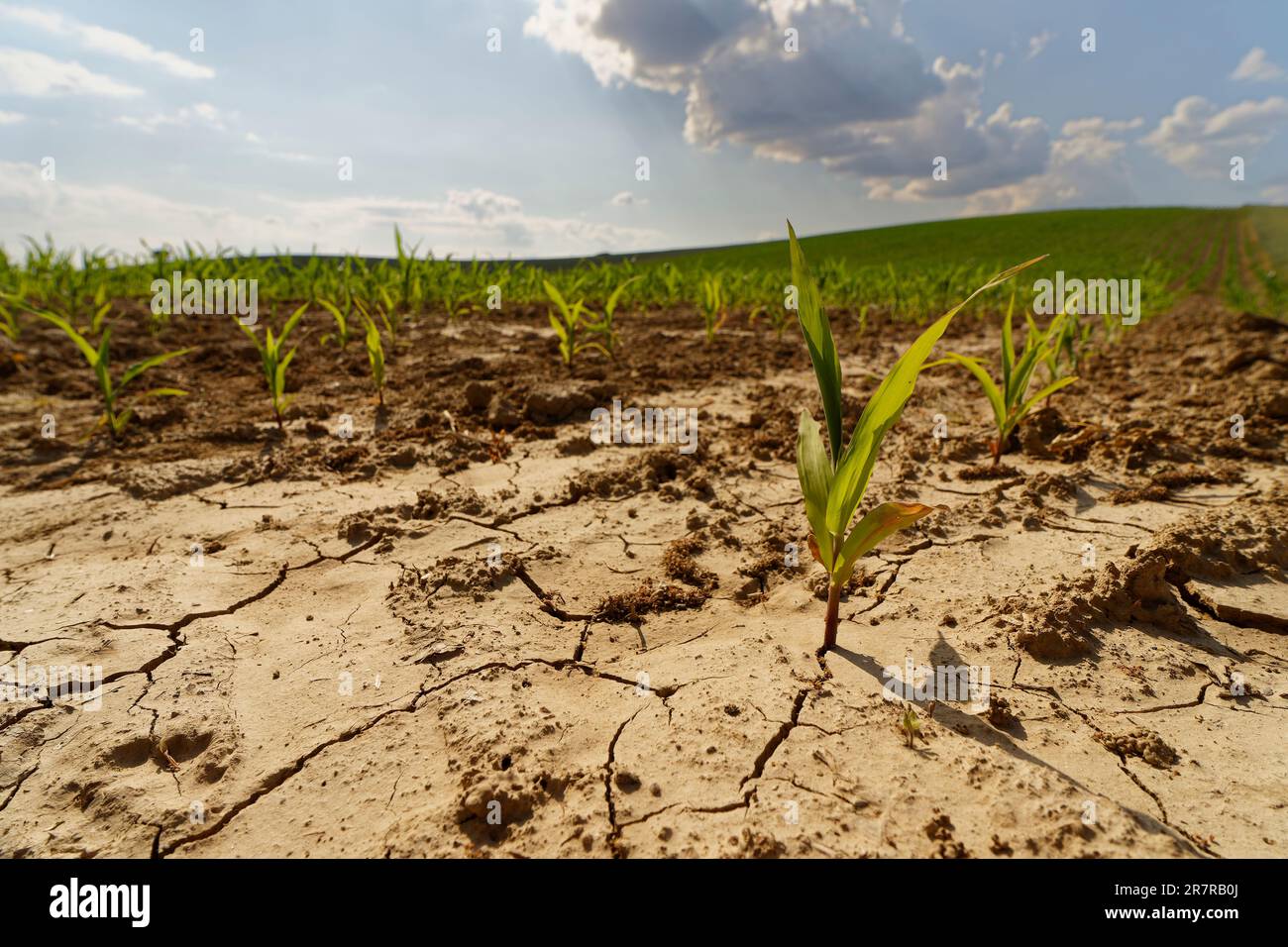 Après des semaines sans pluie, les plants de maïs s'entorsient. Le sol sèche et se fissure. Banque D'Images