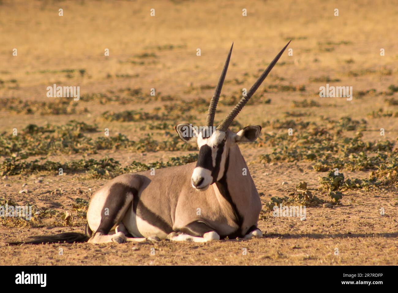 Un Gemsbok solitaire, Oryx Gazella, situé sur le sable du lit sec de la rivière Aoub dans le parc national de Kgalagadi, en Afrique du Sud Banque D'Images