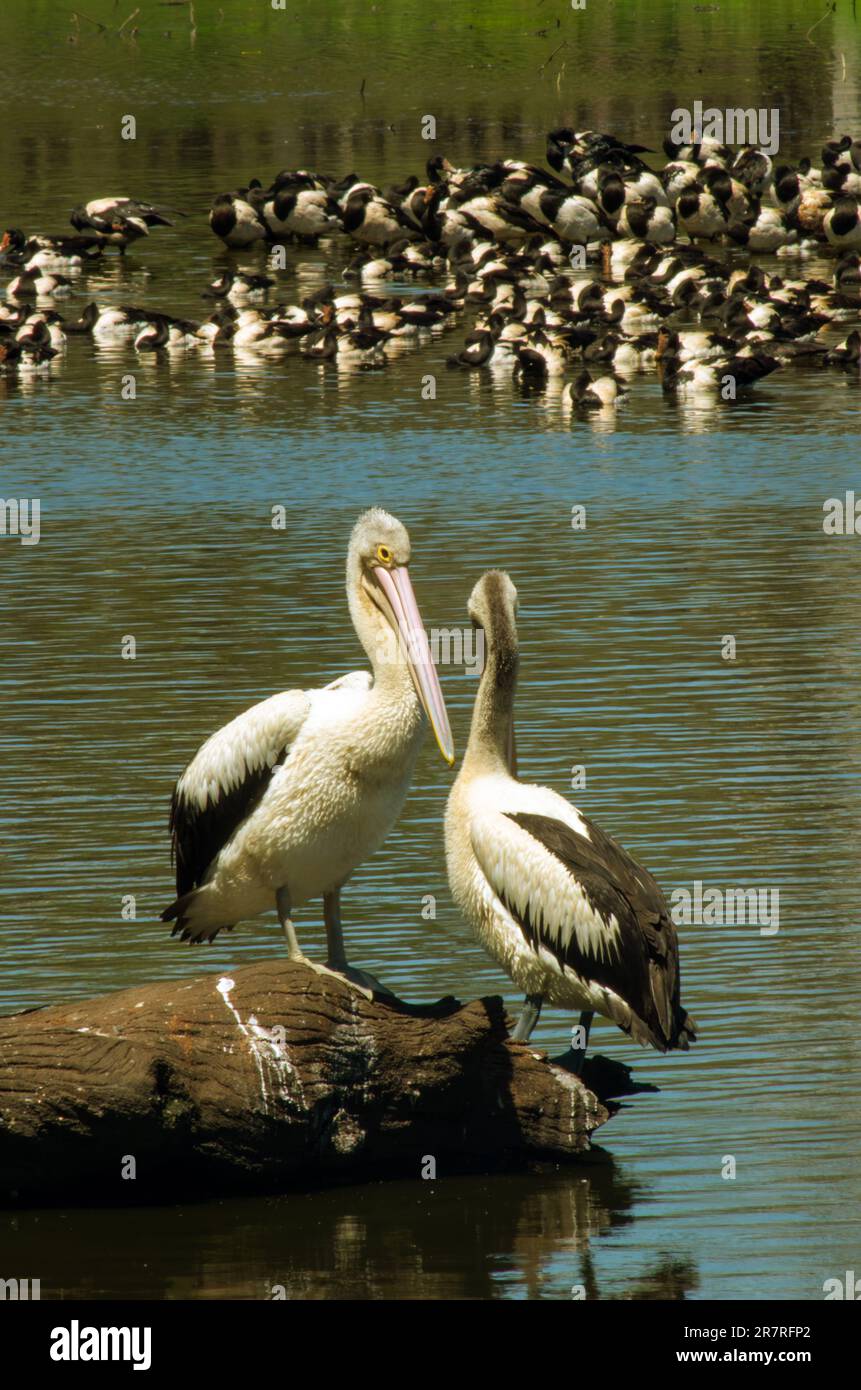 Pelican australien, Pelecanus oscillatus. Banque D'Images