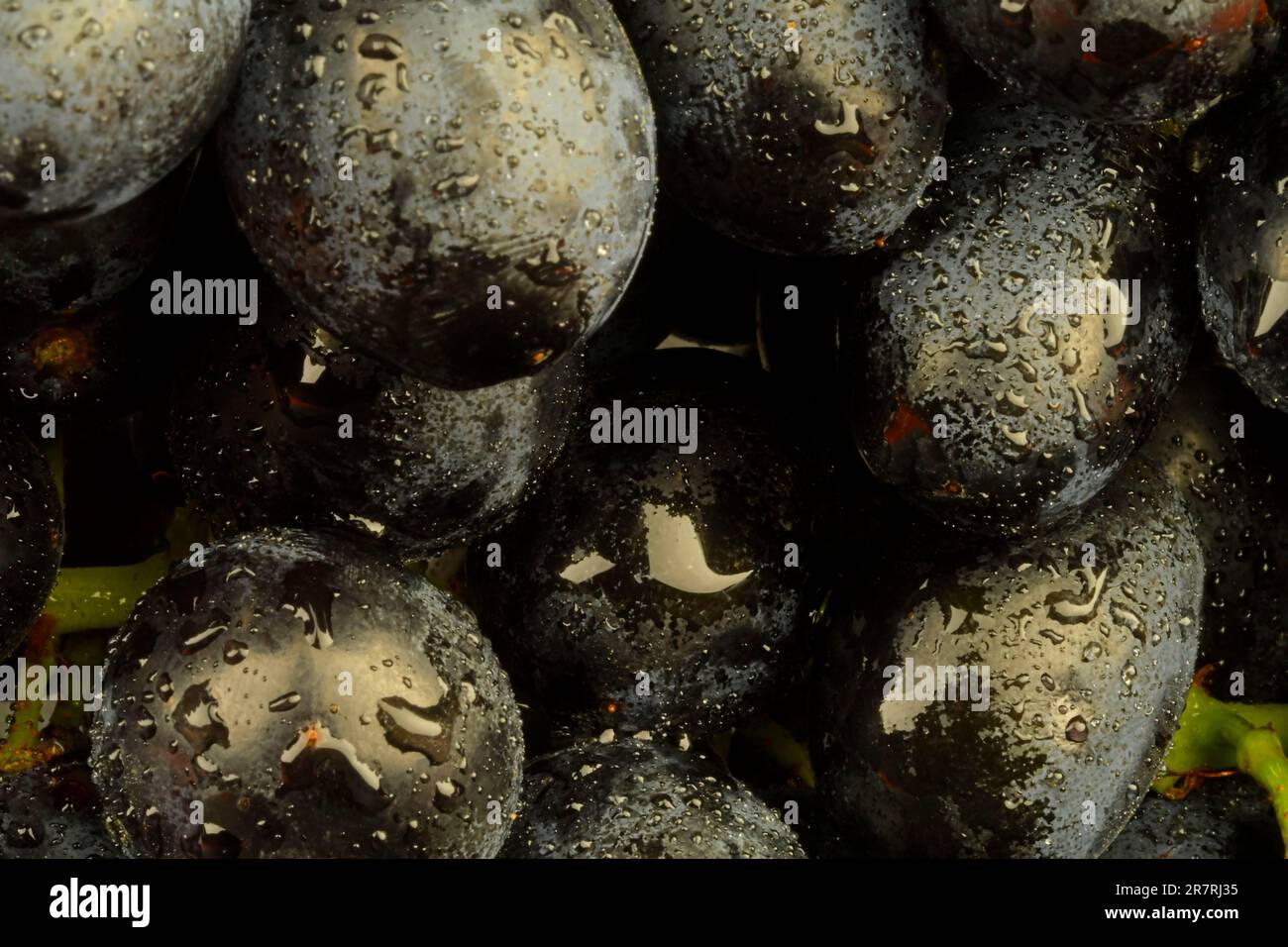 Gros plan de raisins noirs frais. Raisins noirs mûrs. Image macro horizontale Banque D'Images