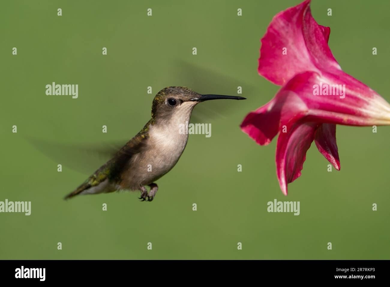 Un colibri à gorge rubis femelle se préparant à recueillir le nectar d'une fleur de mandevilla. Banque D'Images