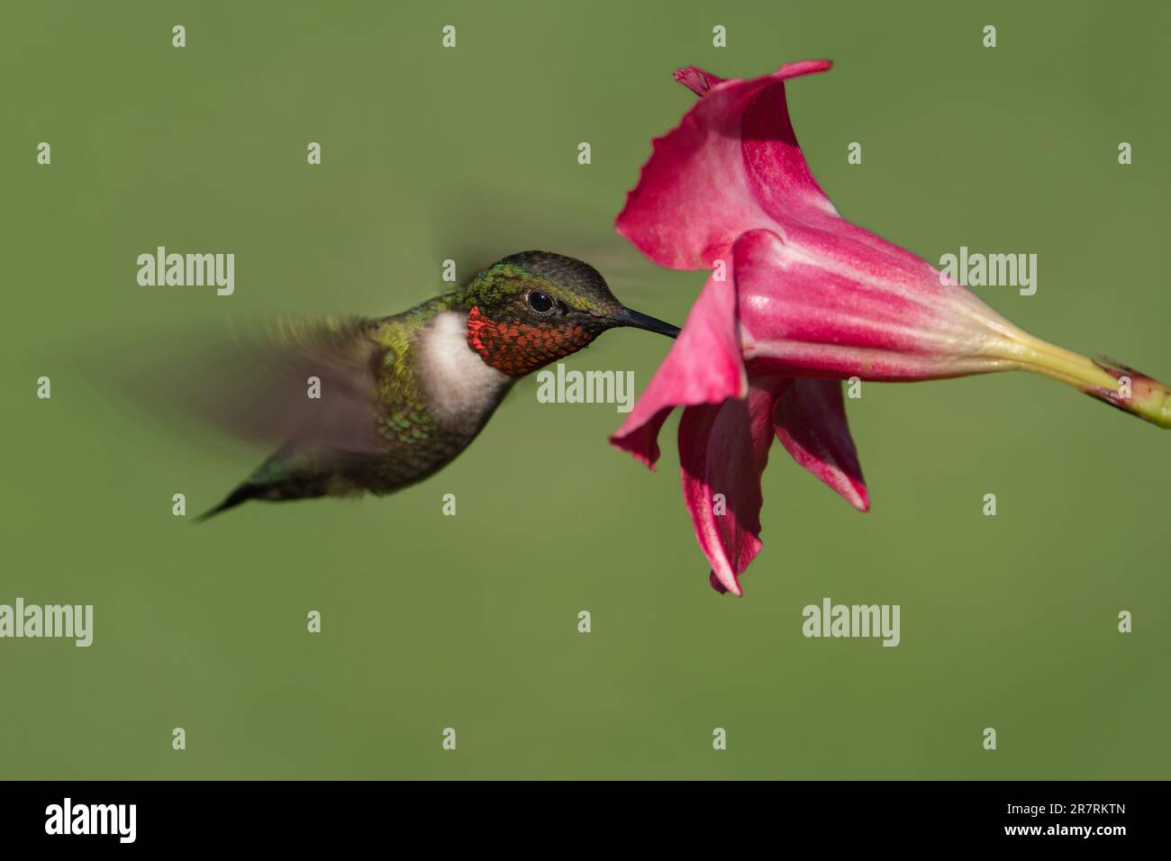 Un colibri à gorge rubis rassemblant le nectar d'une fleur de mandevilla. Banque D'Images