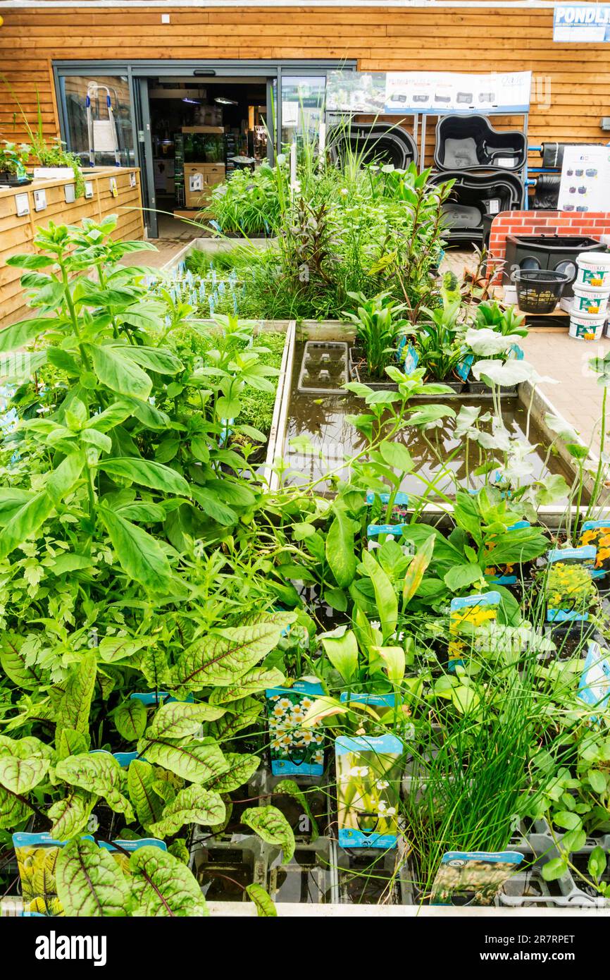 Section plantes aquatiques et jardinage aquatique du Dobbies Garden Centre, King's Lynn. Banque D'Images