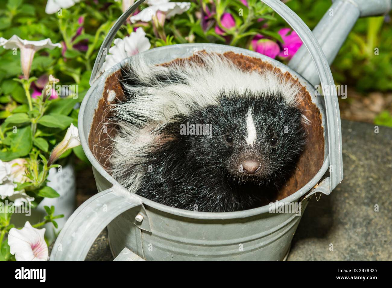 Bébé Skunk se cachant dans un arrosoir Banque D'Images