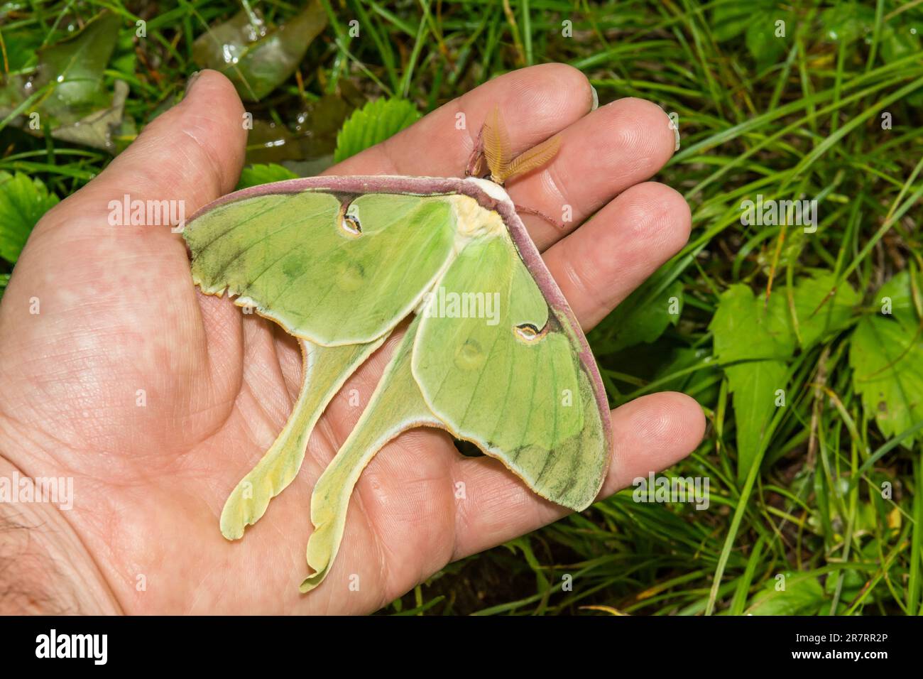 Luna Moth - Actias luna Banque D'Images