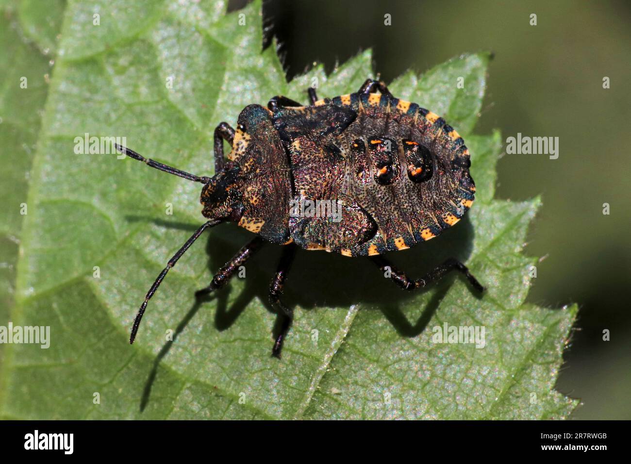 Red-legged Shieldbug alias Pentatoma rufipes Bug Forêt - dernier stade nymphe Banque D'Images