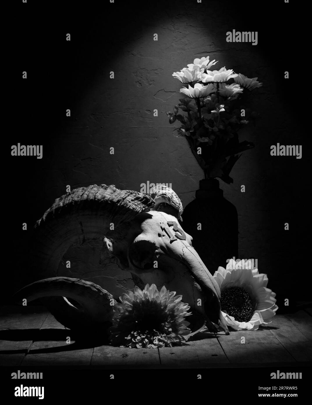 La vie d'un crâne de mouflon en noir et blanc Banque D'Images