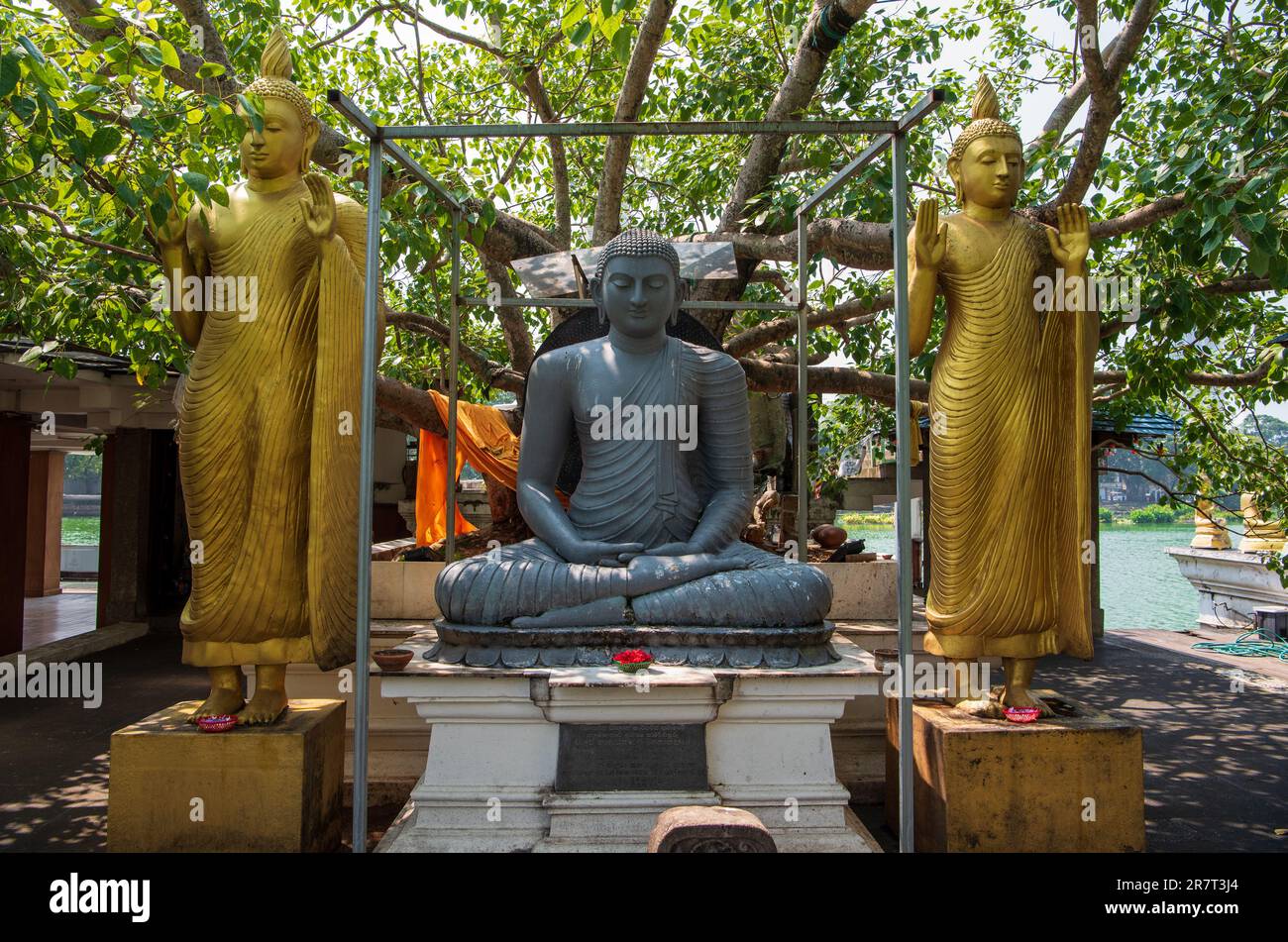 Statues de Bouddha sous un arbre au temple de Seema Malaka à Colombo, Sri Lanka. Le temple flottant sur le lac Beira a été conçu par l'architecte Geoffrey Baw Banque D'Images