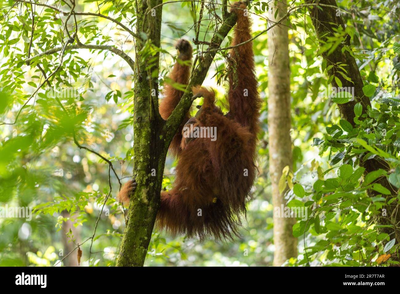 Gratuit, sauvage, mâle Sumatran orangutan dans le parc national de Gunung Leuser sur l'île indonésienne de Sumatra. Près du village de Ketambe, ces merveilleux Banque D'Images