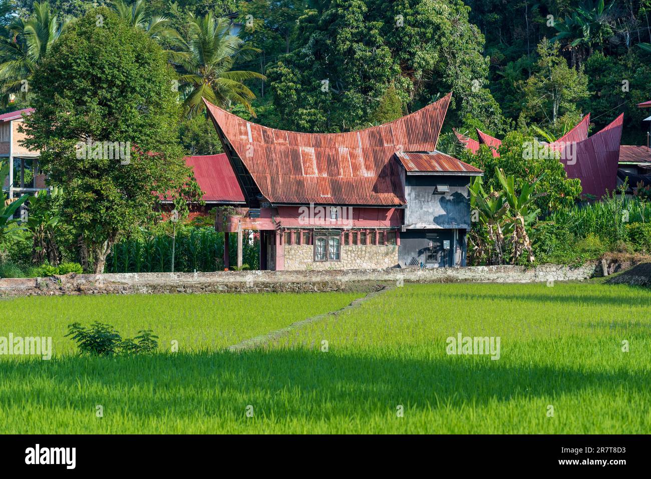 Maison traditionnelle Batak, indonésienne appelée Rumah Bolon, dans un rizières dans le village et destination touristique Tuktuk. Les maisons sont notées pour Banque D'Images