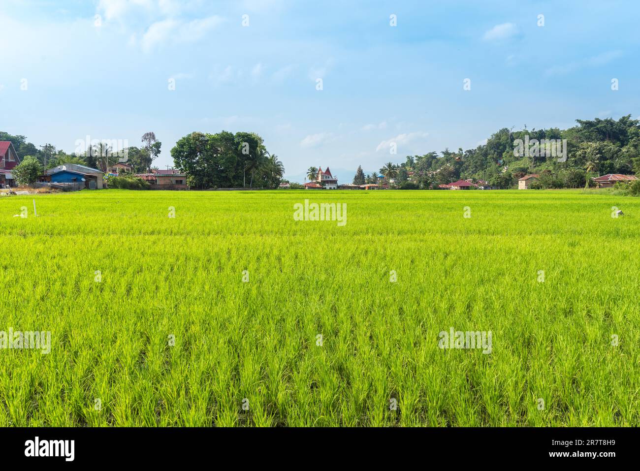 Champ de riz dans le village Tuktuk Siadong. La culture du riz sur l'île de Samosir est l'une des principales sources de nourriture pour le peuple Batak du lac Toba Banque D'Images