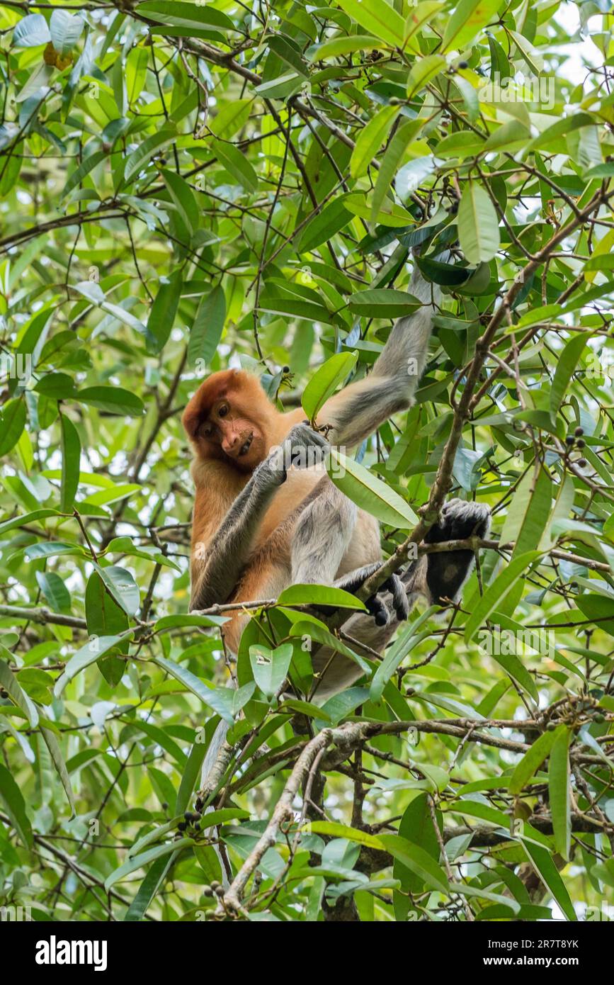 Singe à nez long dans un arbre du parc national de Bako, qui abrite environ 150 singes proboscis en voie de disparition qui sont endémiques à Bornéo Banque D'Images