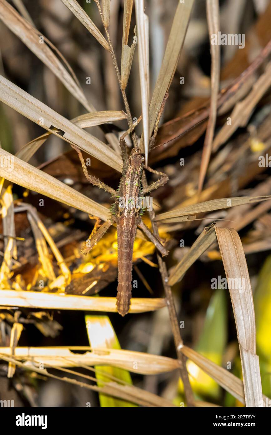 Les insectes fantômes sont des animaux nocturnes et peuvent être repérés lors d'excursions nocturnes sur les feuilles et dans les arbustes du parc national de Bako à Bornéo. Le parc Banque D'Images