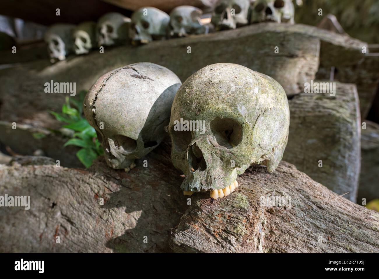 Gros plan de la tête d'une mort exposée dans la spectaculaire tombe de la grotte de Lombok Parinding qui abrite les morts de Tana Toraja depuis 700 ans Banque D'Images