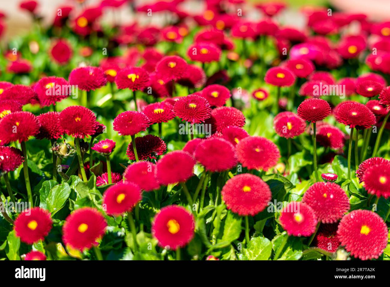 La Marguerite rouge anglaise fleurit au printemps dans le parc urbain Planten un Blomen, au cœur de la ville de Hambourg. Le parc est un espace vert très populaire Banque D'Images