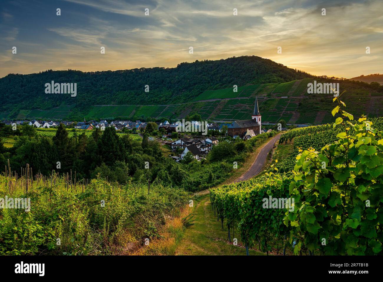 Vue panoramique sur les vignobles de la Moselle, Allemagne. Bruttig-Fankel sur la Moselle Banque D'Images