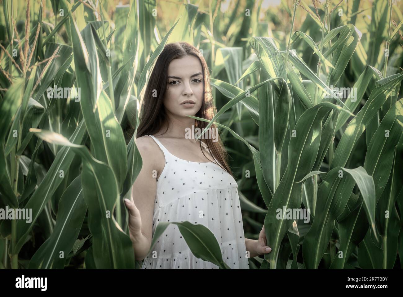 Jeune belle femme en robe blanche dans champ de maïs Banque D'Images