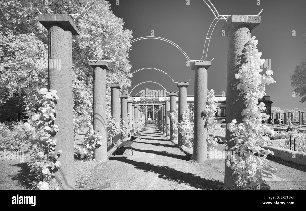 Photo infrarouge Rose Garden, Musée d'Histoire naturelle de Stuttgart, Château de Rosenstein, Parc de Rosenstein, Stuttgart, Bade-Wurtemberg, Allemagne Banque D'Images