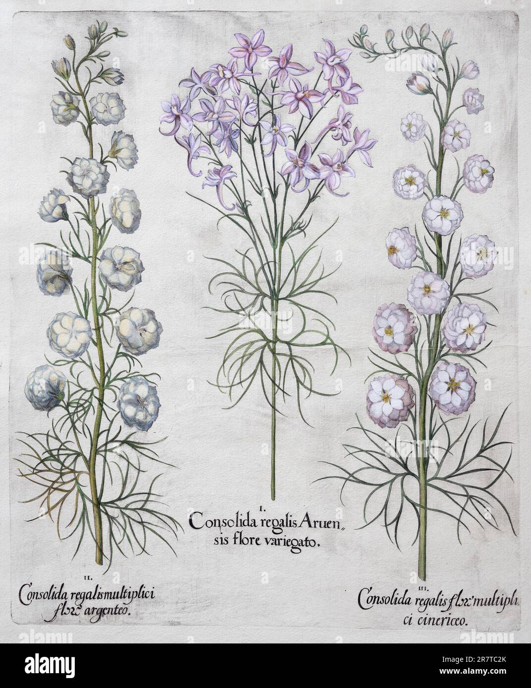 Delphinium (Consolia regalis), gravure en cuivre de couleur main par Basilius Besler, de Hortus Eystettensis, 1613 Banque D'Images